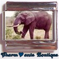 « Photo charm » - Thème : Animaux