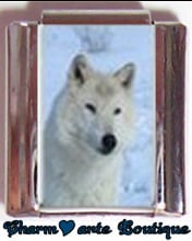 « Photo charm » - Thème : Animaux