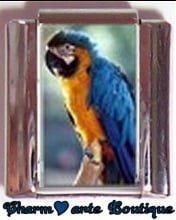 « Photo charm » - Thème : Oiseaux