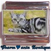 « Photo charm » - Thème : Chats