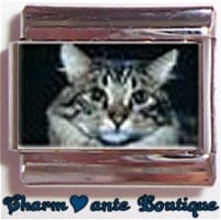 « Photo charm » - Thème : Chats