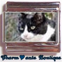 « Photo charm » - Thème : Chats