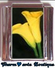 « Photo charm » - Lys calla jaunes