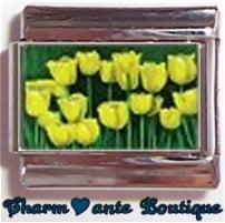 « Photo charm » - Tulipes jaunes